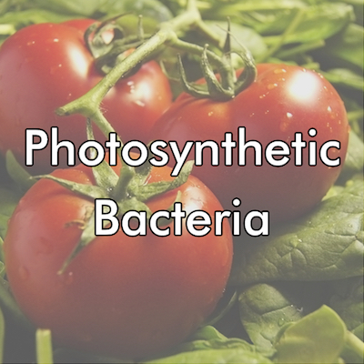 Industry - Photosynthetic Bacteria