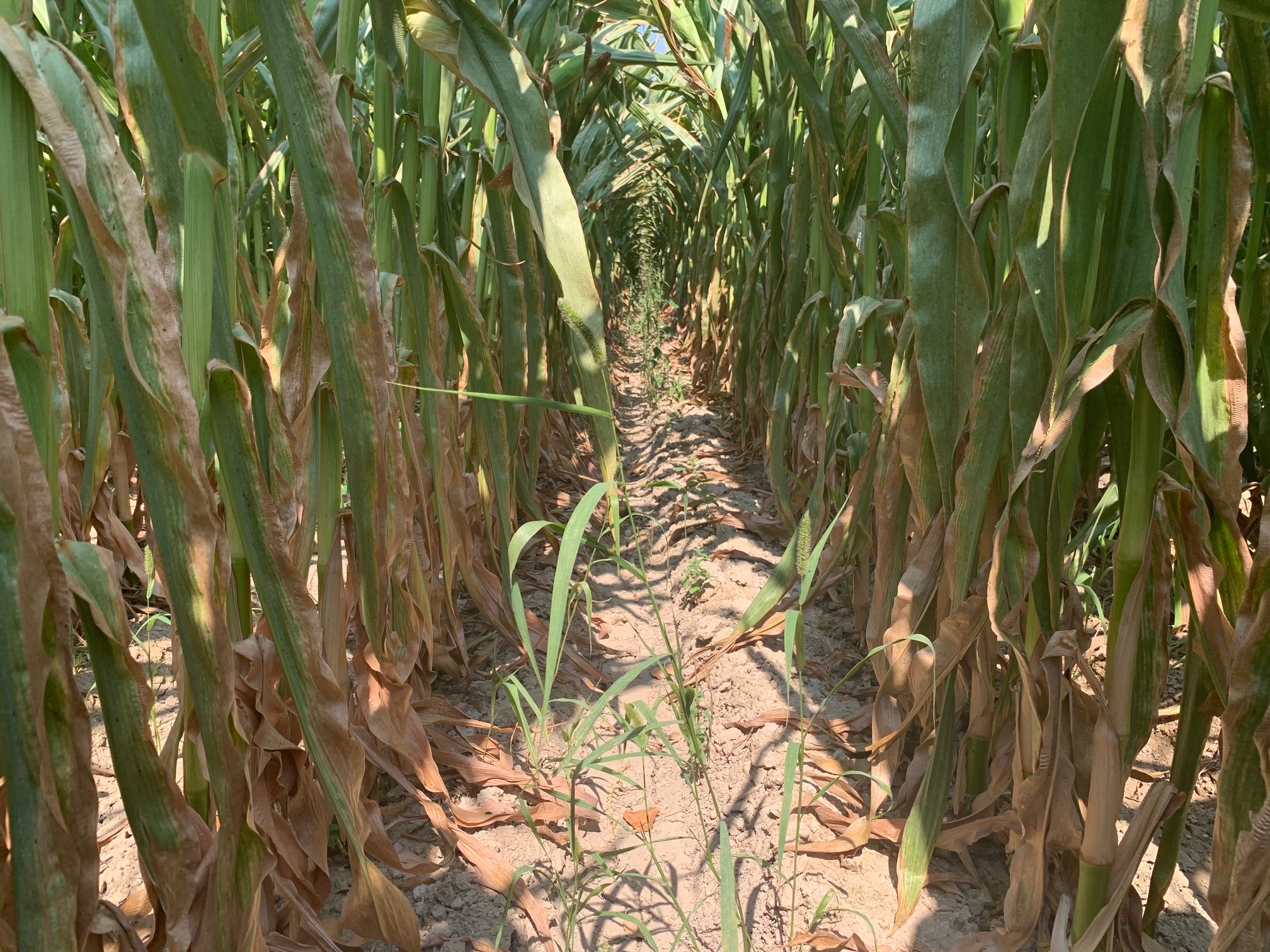 Heat Shield:Nutri-Cycle treated vs untreated