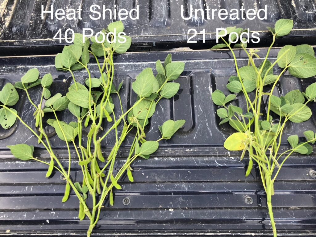 Soybean pods treated with Heat Shield on the left vs untreated on the right.